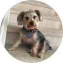 Georgina Colomvakos profile picture